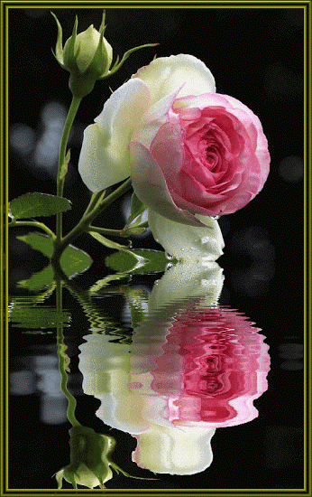 3abef8e1ed232a980a1a5398bf6fb13c.gif